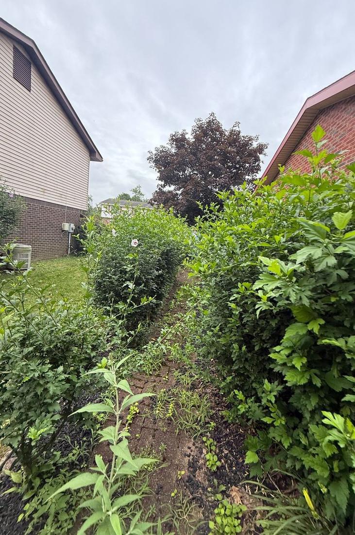 Overgrown hedges and weeds blocking a brick walkway between two homes