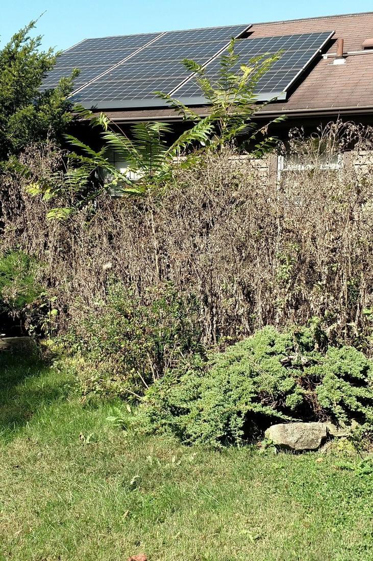 Dead overgrowth and weeds along a house foundation