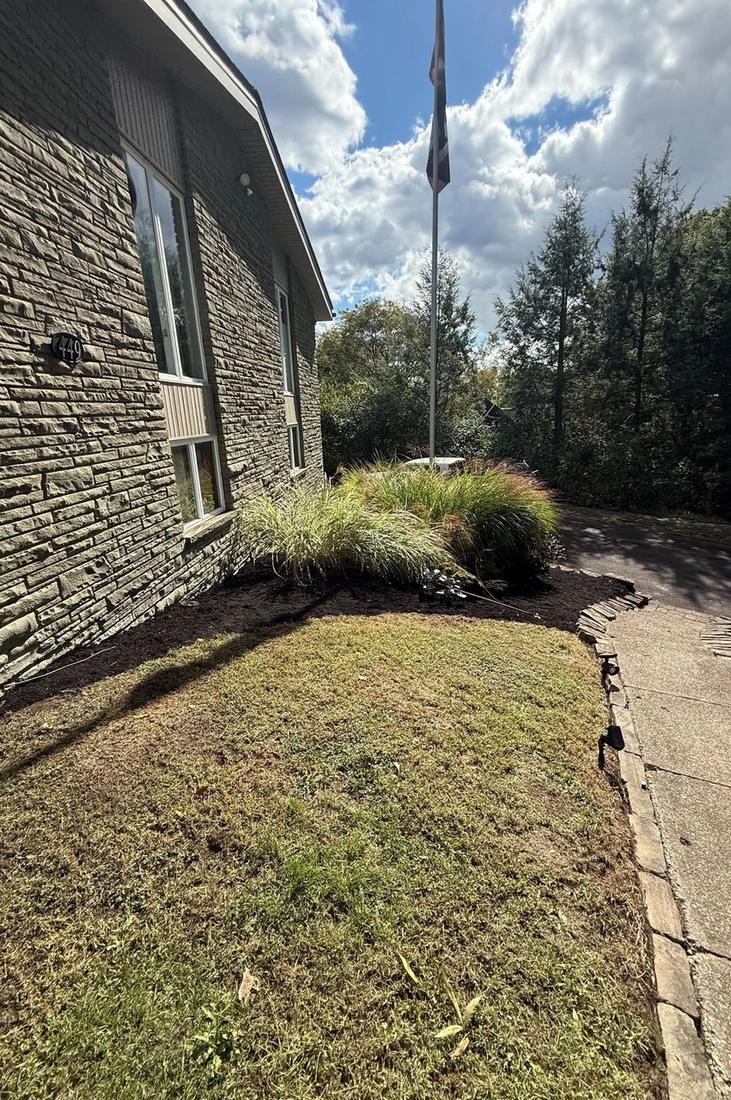 Shaped ornamental grasses in a fresh mulch bed with clean edging