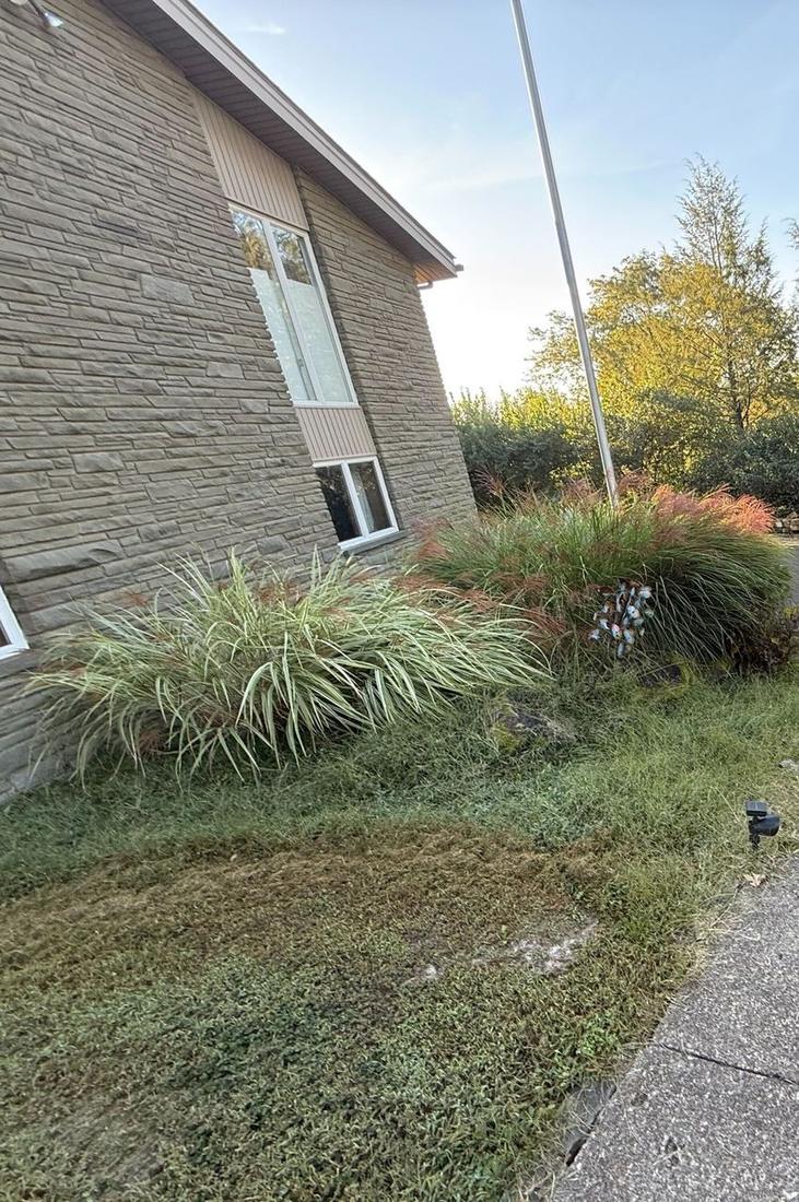 Overgrown ornamental grasses spilling over a foundation bed