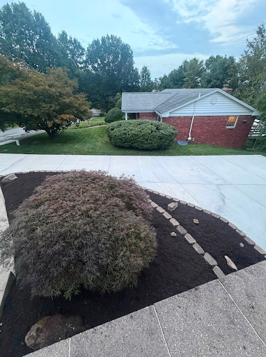 Freshly planted mulch bed with a Japanese maple and stone accents beside a driveway