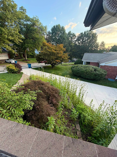 Overgrown front bed of weeds and leggy growth around a Japanese maple beside a driveway