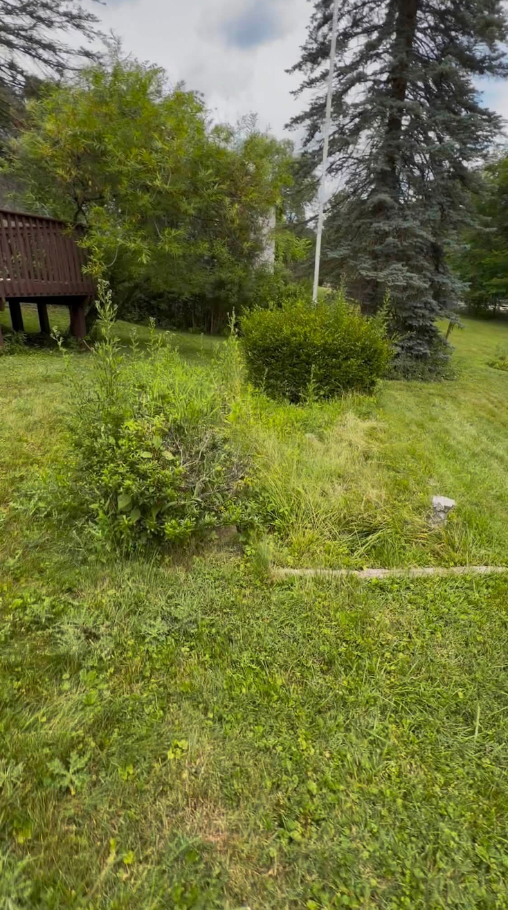 Weedy, overgrown backyard corner around a flag pole and a lone shrub