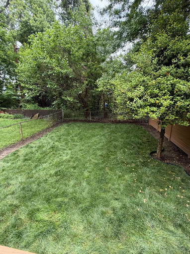 Fresh sod lawn filling a fenced backyard beside a mature tree